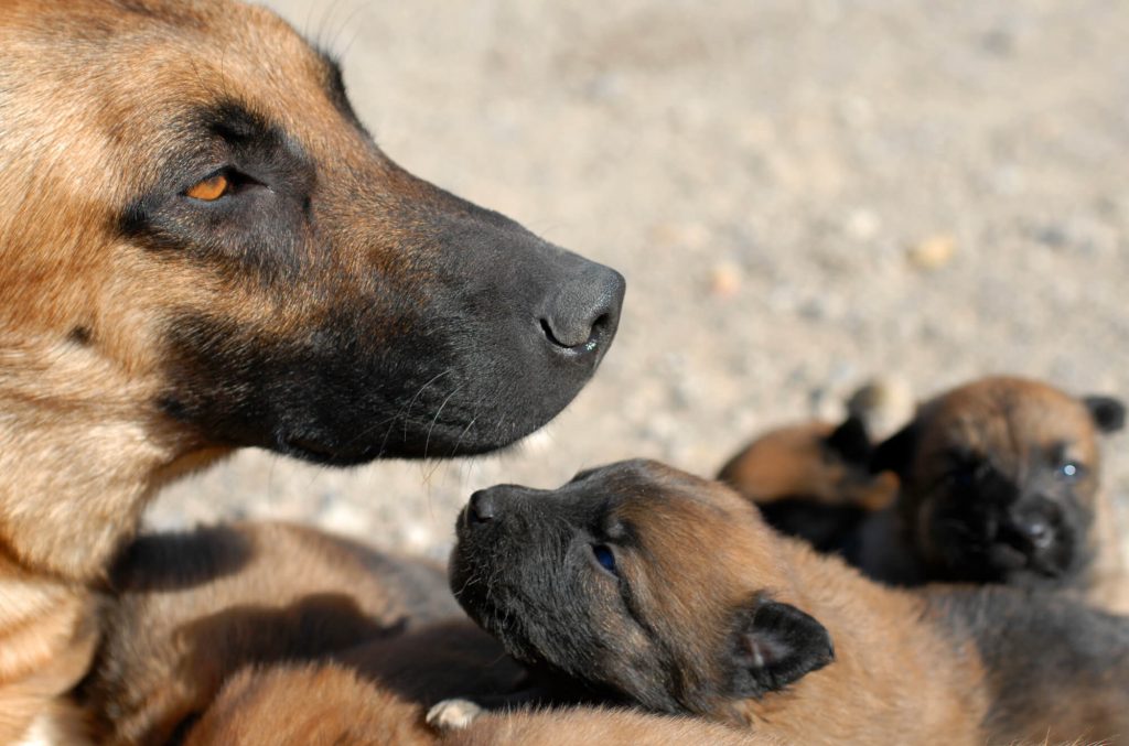 Your Dog Is In Labour - What To Do.