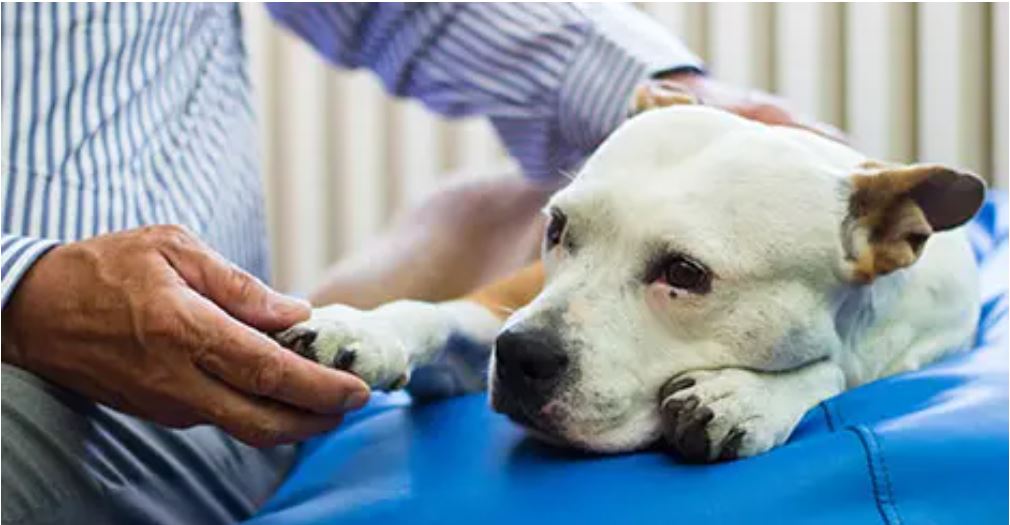 an old dog at the vets