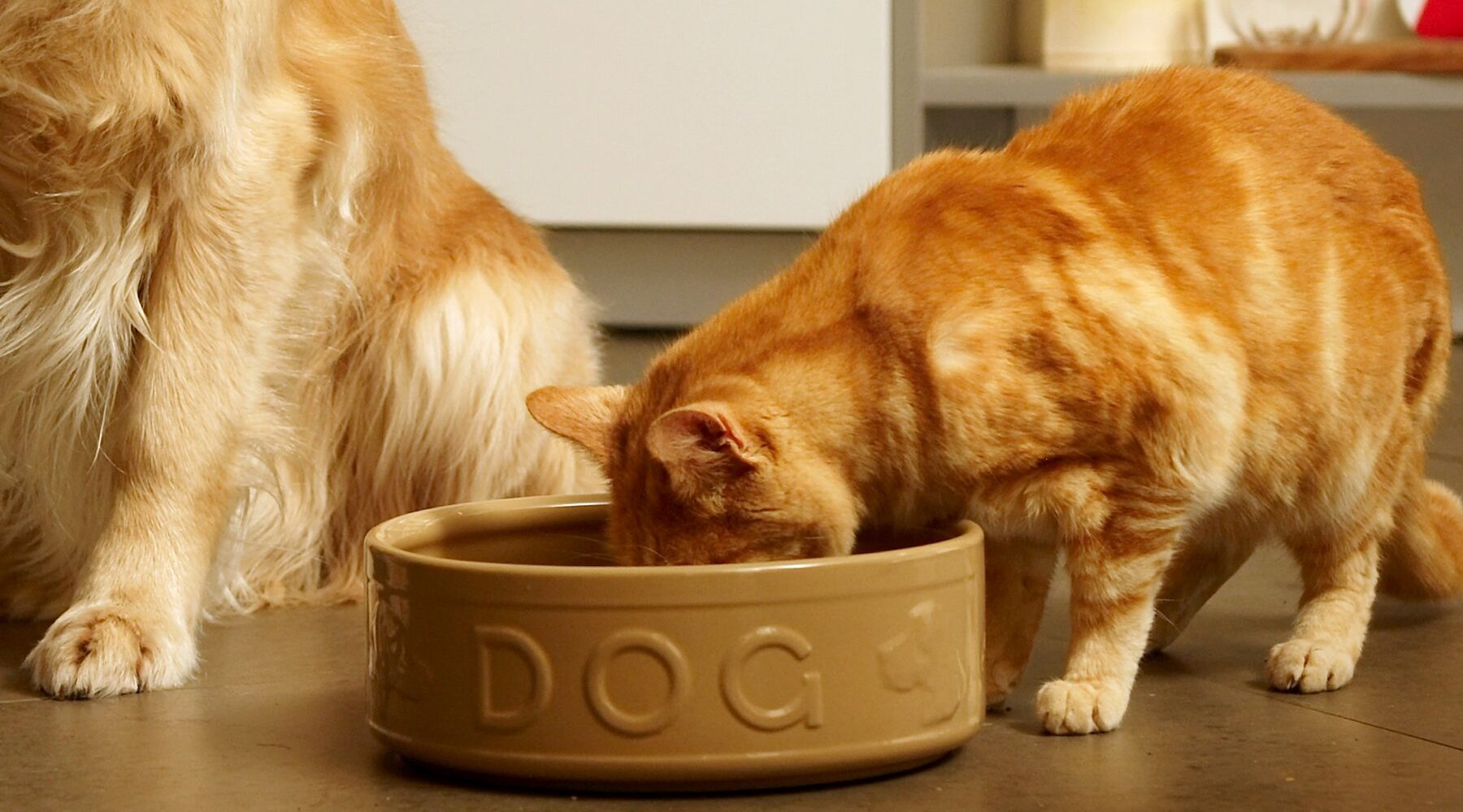 Is It Safe For Dogs To Eat Cats Food And Cats To Eat Dogs Food 