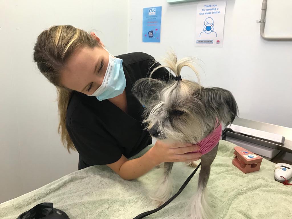 veterinarian petting a dog in clinic