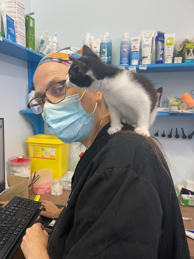 a kitten on a veterinarian's shoulder