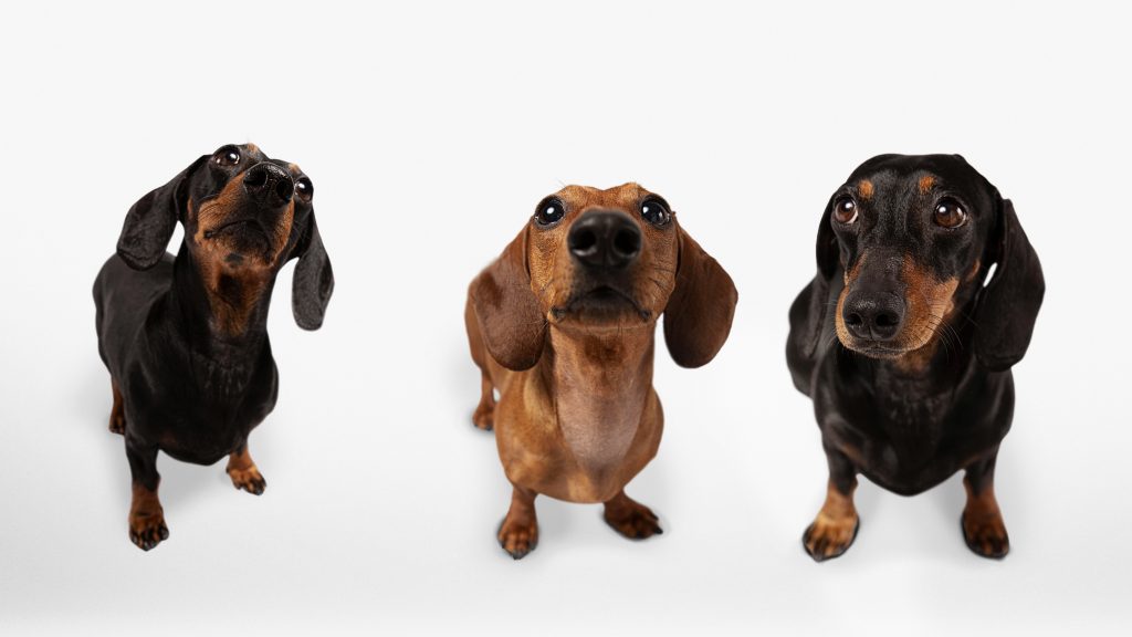 three cute dogs