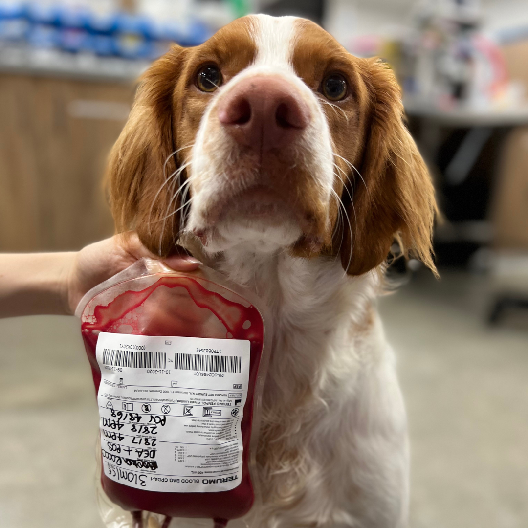 cute dog with blood bag